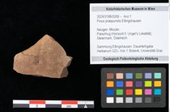 Foto (Objekt + Etikett) von Pinus praepumilio Ettingshausen (NHMW-GEO-2024-0188-0268)